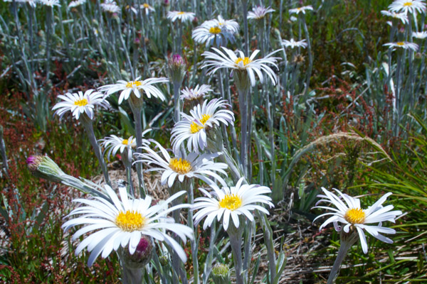 Alpine scenery near Falls Creek